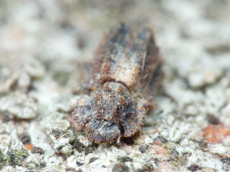 Endophloeus exculptus Germar, 1847